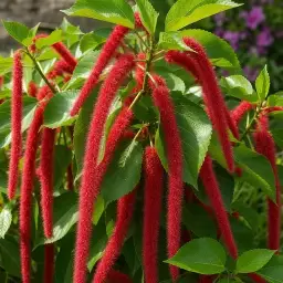 Acalifa