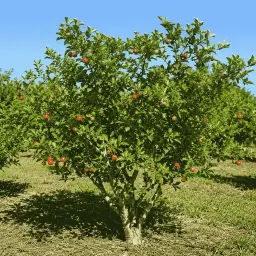 Acerola