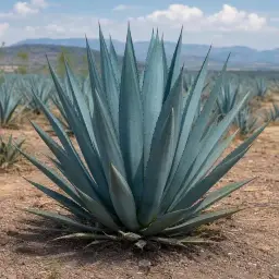 Agave-Azul