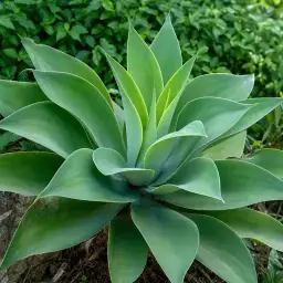 Agave-Dragão
