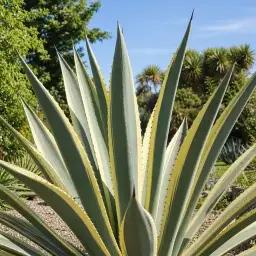 Agave-Piteira Rigleta Variegata