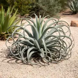Agave-Polvo