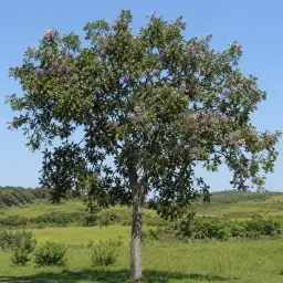 Aleluia (Fedegoso)