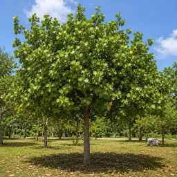 Algodão da Praia