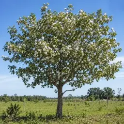 Algodoeiro