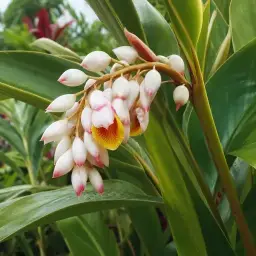 Alpínea Gengibre Concha