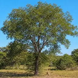 Angico Branco