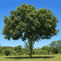 Bacupari