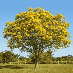 Canafístula