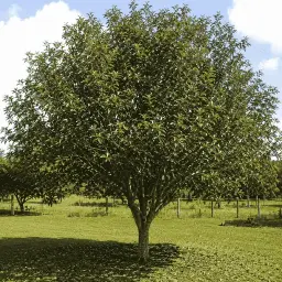 Caroba