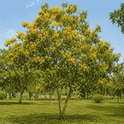 Cassia-Ferruginea
