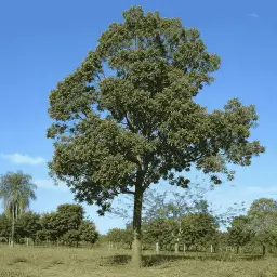 Cedro