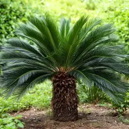 Cica