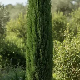 Cipreste Italiano