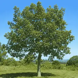 Dedaleiro