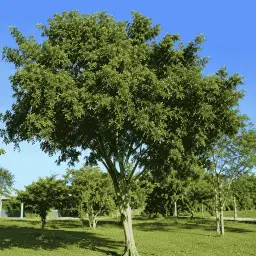 Diadema