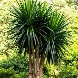 Dracena Arbórea