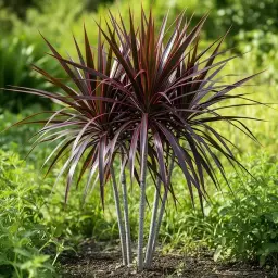 Dracena Merginata