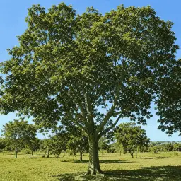 Embiruçu
