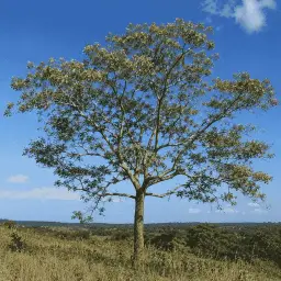 Farinha-Seca