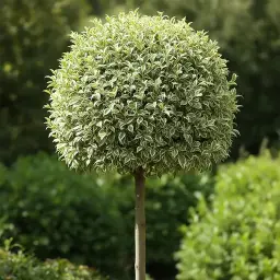 Ficus Argentino Topiado