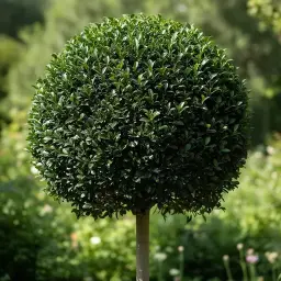 Ficus Negro Topiado