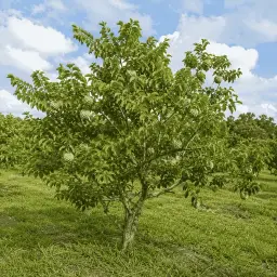 Fruta do Conde