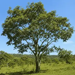 Guaiuvira