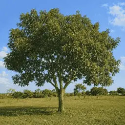 Guanandi