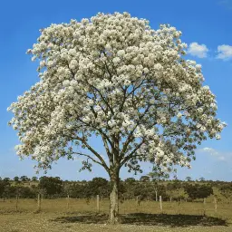 Ipê-Branco
