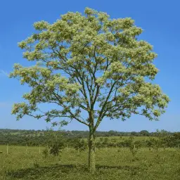 Ipê-de-Flor-Verde