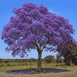 Ipê-Roxo
