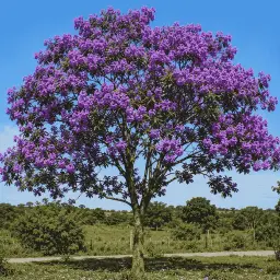 Ipê-Roxo-Sete-Folhas