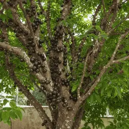 Jabuticaba Híbrida