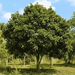 Jambo do Pará