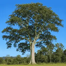 Jequitibá-Rosa