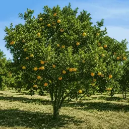 Laranja