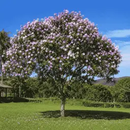 Manacá-da-Serra