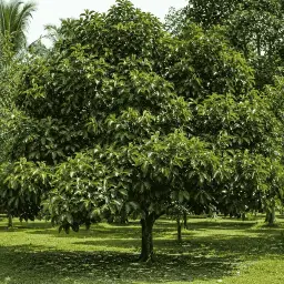 Mangustão