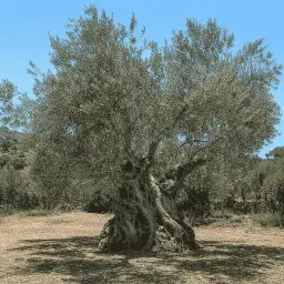 Oliveira