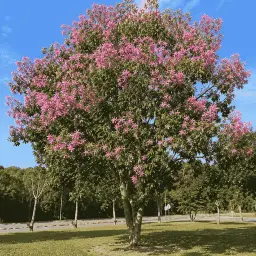 Pata-de-Vaca-da-Mata