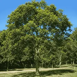 Pau-d'Alho
