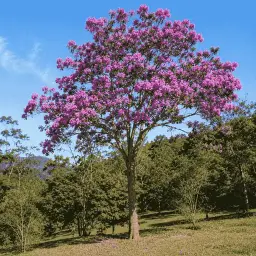 Pau-de-Rosas