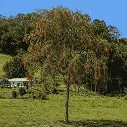 Pau-de-Viola