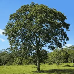 Pau-Ferro