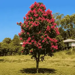 Pau-Formiga