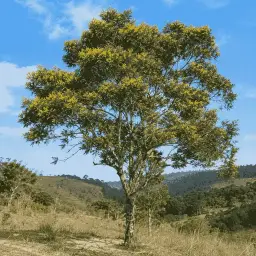 Pau-Jacaré