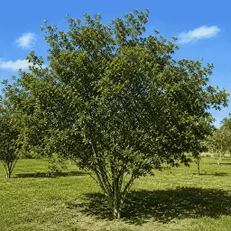 Pitanga