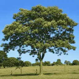 Sibipiruna