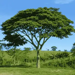 Sombreiro